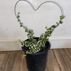 Variegated Creeping Fig(heart Topiary)