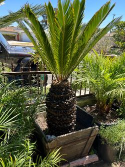 Sago Palm cycas revoluta