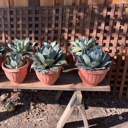 Agave  Catus Succulents 
