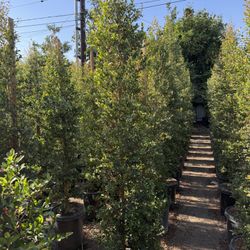 Eugenia Privacy Hedge