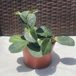 Hoya Obovata Reverse Variegated Plant