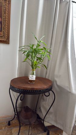 Beautiful Lucky Bamboo