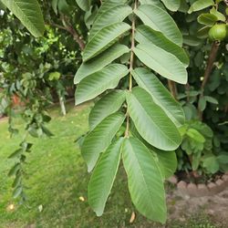 Guavas Leaves  30 For $3