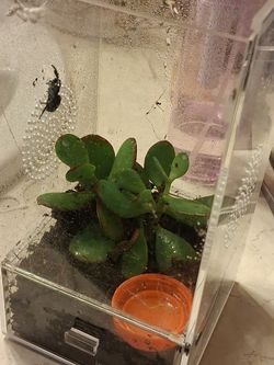 Zeba jumping 🕷 spider set up