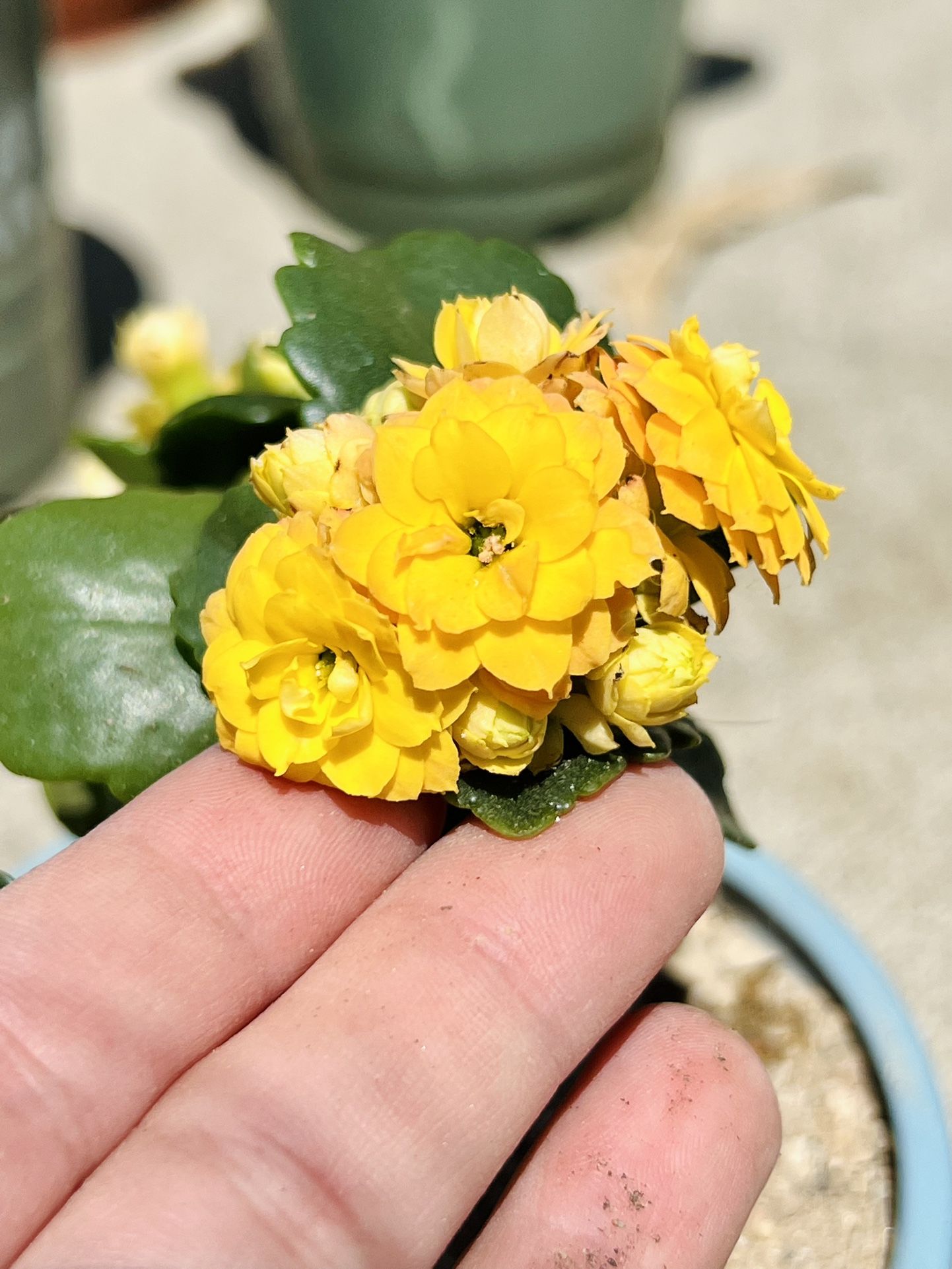 $4 Healthy Yellow Kalanchoe Blossfeldiana Home Grown 