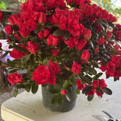 Azaleas, Out  And Indore Plants 