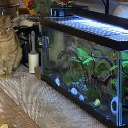 20 Gallons Long Fish Tank For Sale