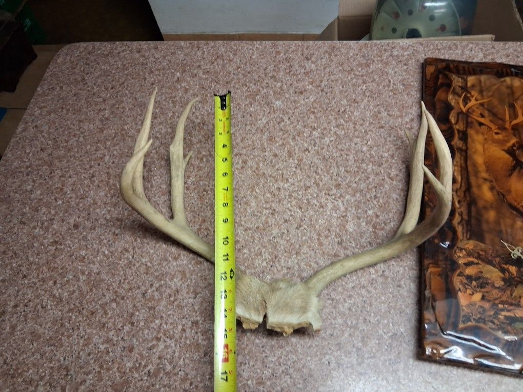 Deer mounted on wood polyurethane clock and antlers.