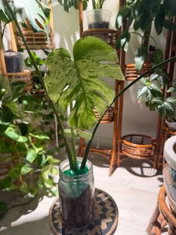 Monstera Bulbasaur