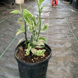 slipper plant, Devil's Backbone Variegated 