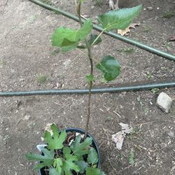 Live Fig tree For Sale -Beer’s Black fig