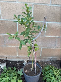 Grafted sweet kumquat tree
