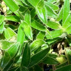 6” Tradescantia-Kitten Ears $24.99💚🤍💚