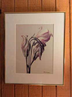 Wilted Tulips Art Photograph in Frame