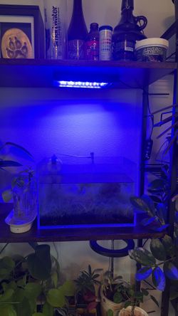 Shrimp & Small Tank - FREE