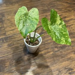 Variegated Alocasia Plant