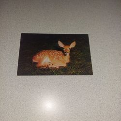 VINTAGE SPOTTED BABY FAWN UNUSED POSTCARD 