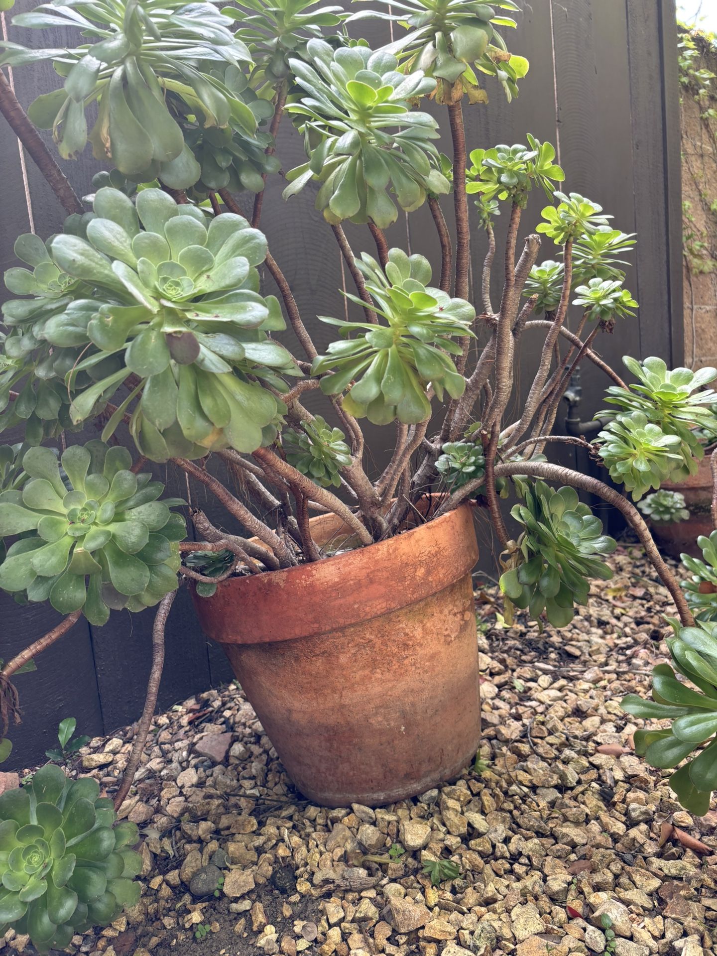 Beautiful Potted Bushel Is Succulents