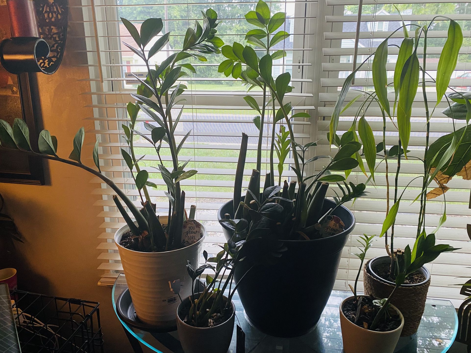 Zz & Bamboo Plant Bundle