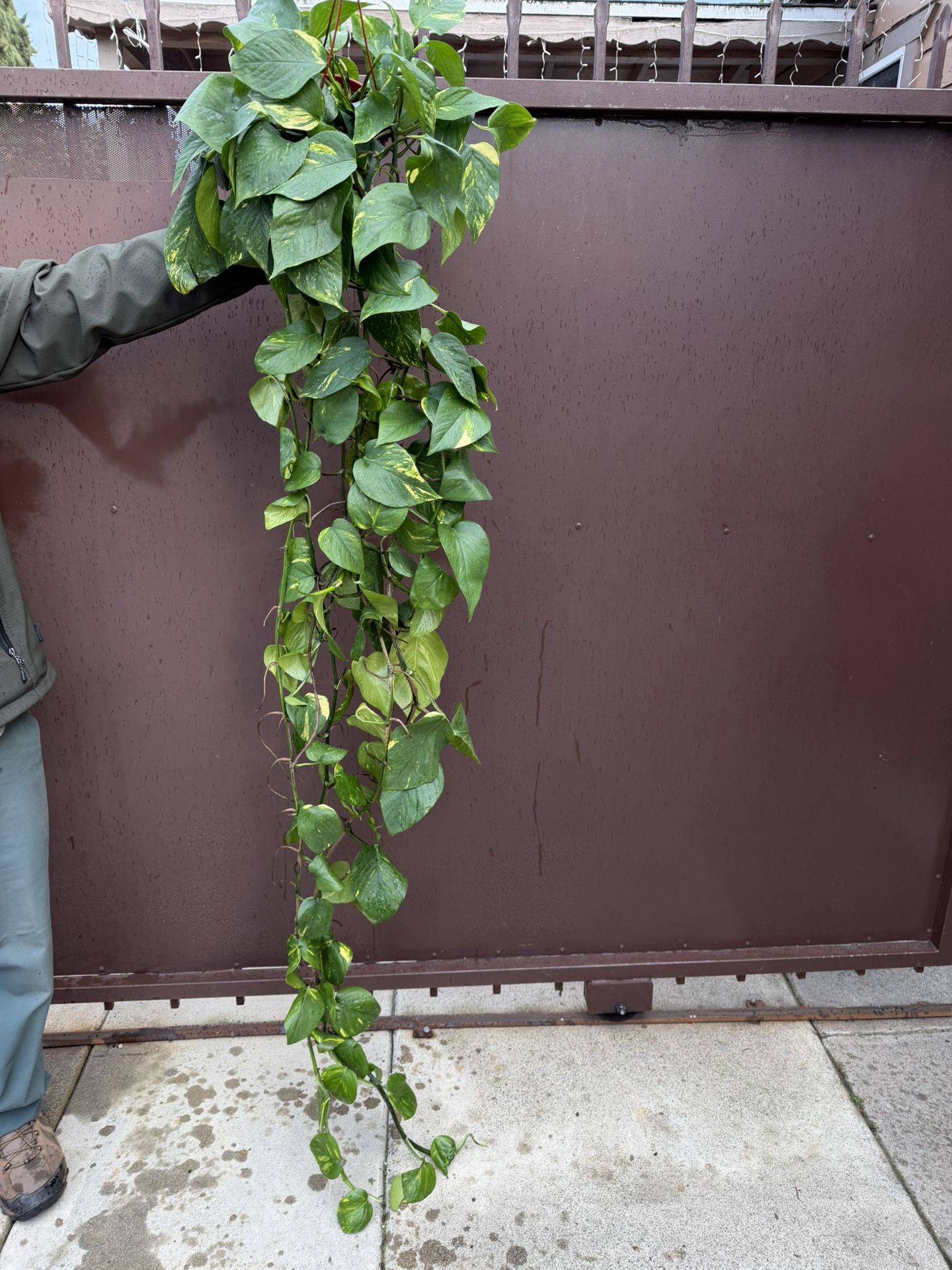 Xl Golden Pothos In 6” Pot
