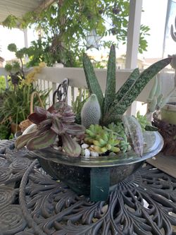Arrangement Succulent Cristal  Base