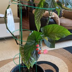 Angel Leaf Inside Plant 