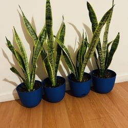 Snake Plant 20 Each 