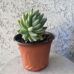 6 Inch Pot Rare Succulent Plant - Sedeveria - Silver Frost - Rooted & Established - Drought Resistant - 🪴 