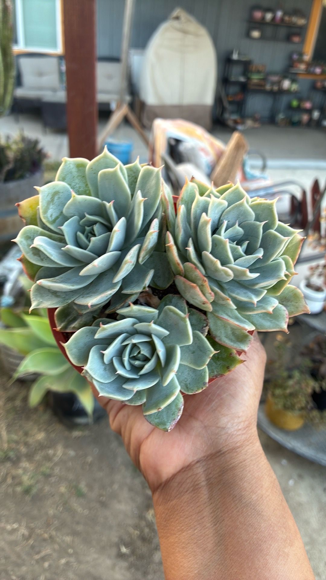 Lola succulent