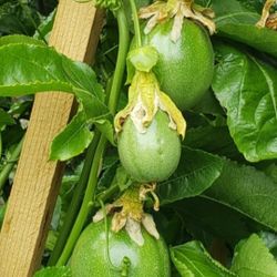Passion  Fruit  &  Blackberry  Trees