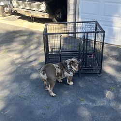DOG KENNEL