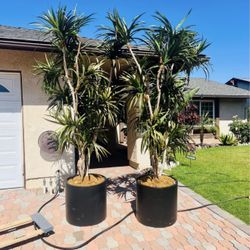 2 Beautiful artificial Decorative Trees