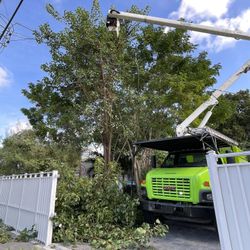 Stump grinder moledora troncos raíces árboles palmas trees palms stumps