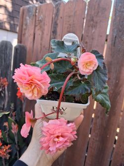 Double Delight Blush Rose Begonia Plant $18