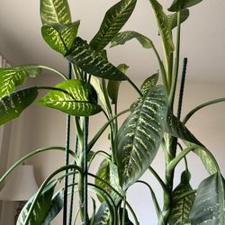 Plant Very Tall & Beautiful ❤️❤️❤️❤️