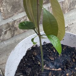 Mango Plant 