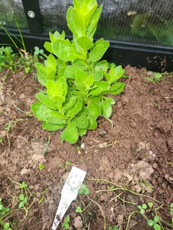 Plant