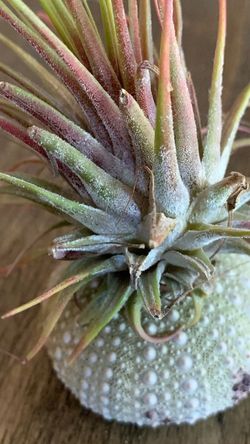 Sky plant with sea urchin base