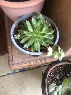 Plantas suculentas