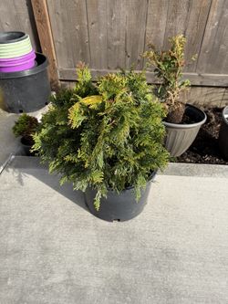 Thuja pli. 'Grune Kugel' (Arborvitae)