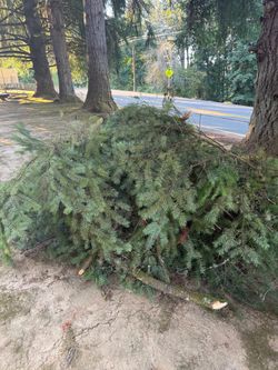 Free hemlock block branches, come pick up Free him, block branches, come pick up