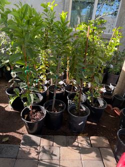 Pink Guava Trees 3 1/2 The Tall $40 Each Price Firm