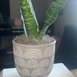 Snake Plant In Ceramic Pot