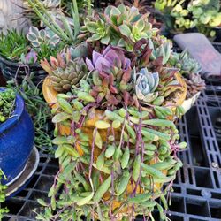 Succulent Arrangements 