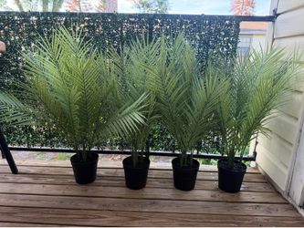 Plant