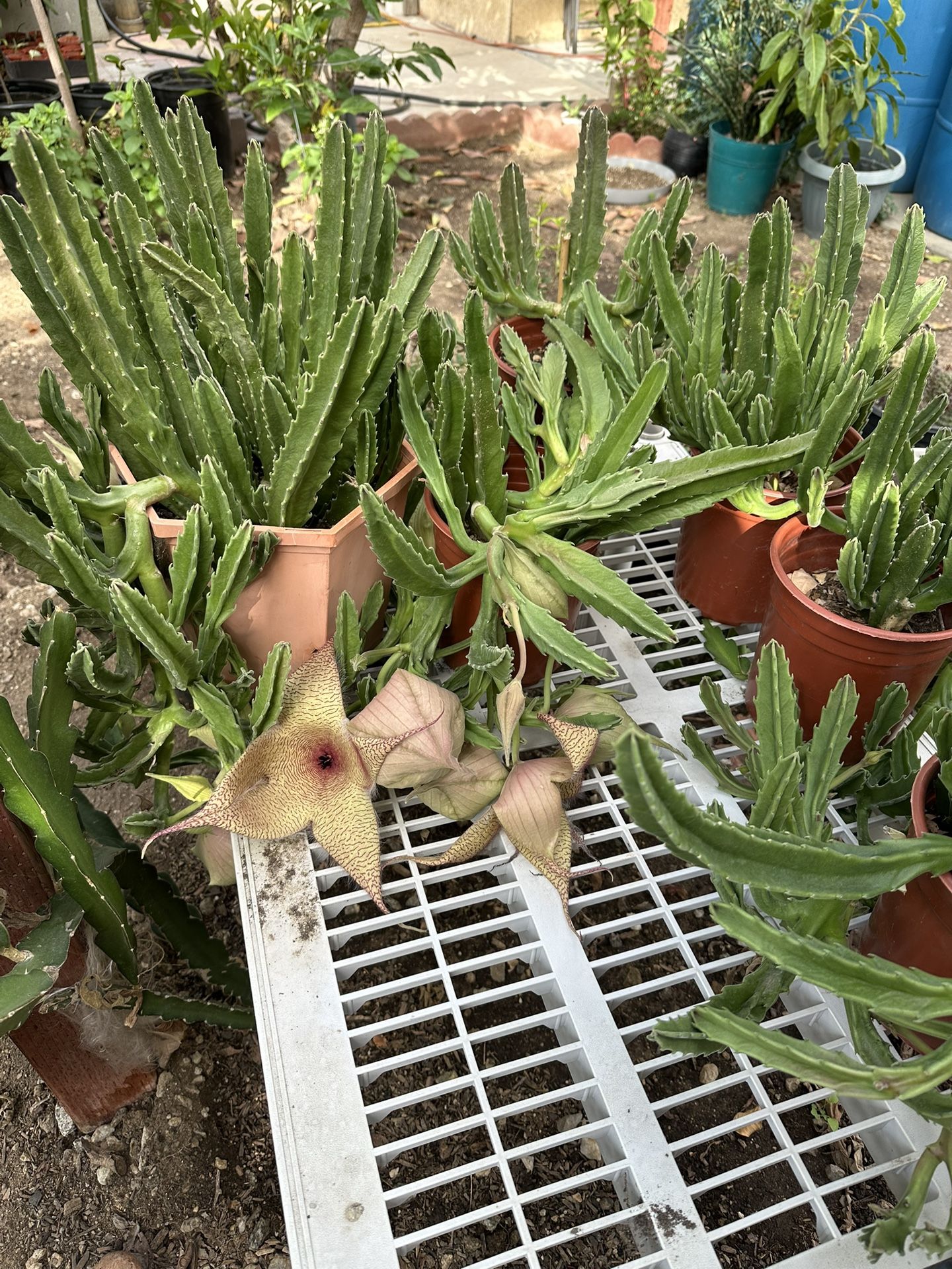 Suculentas