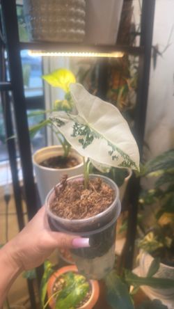 Alocasia Frydek