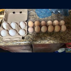 100% Organic/Organico Eggs/Huevos