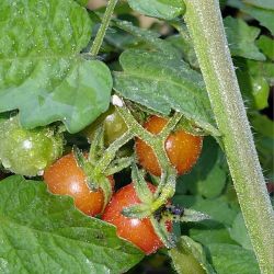 Tomato Plants Everglades Everbearing 