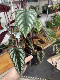 Rex Begonia Vine 